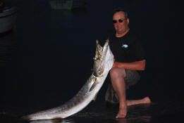 48lb Guinean Barracuda - Sphyraena afra