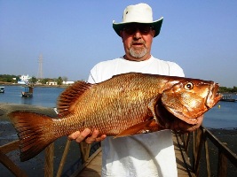 West African Snapper - Lutjanus agennes