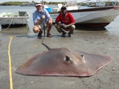 167lb Stingray