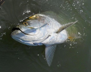 The Silverking (Tarpon, Megalops Atlanticus)