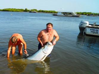 Tarpon weighing approximately 140lbs