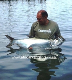 Tarpon caught on live-bait along the inshore coastal waters