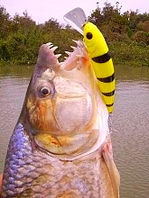 Tigerfish Lure