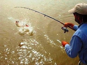 Tigerfish & Angler Stan